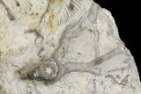 Fossil Crinoid (Eucalyptocrinites) Holdfast - Indiana #154209-1